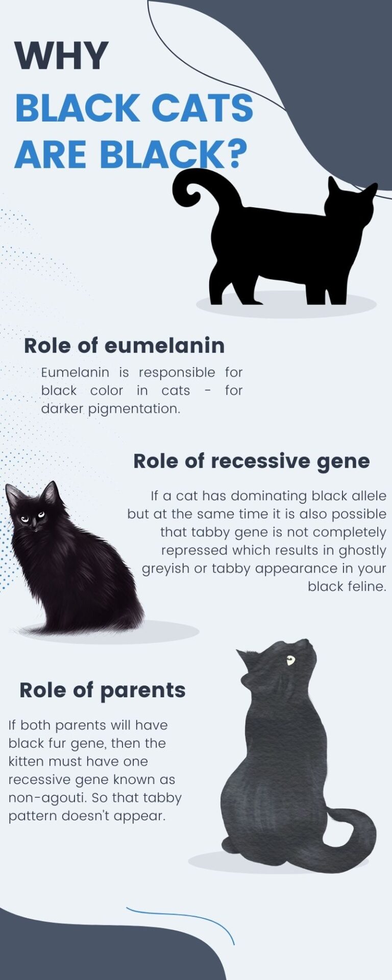 Why Do All Black Cats Look The Same? A Scientific Explanation