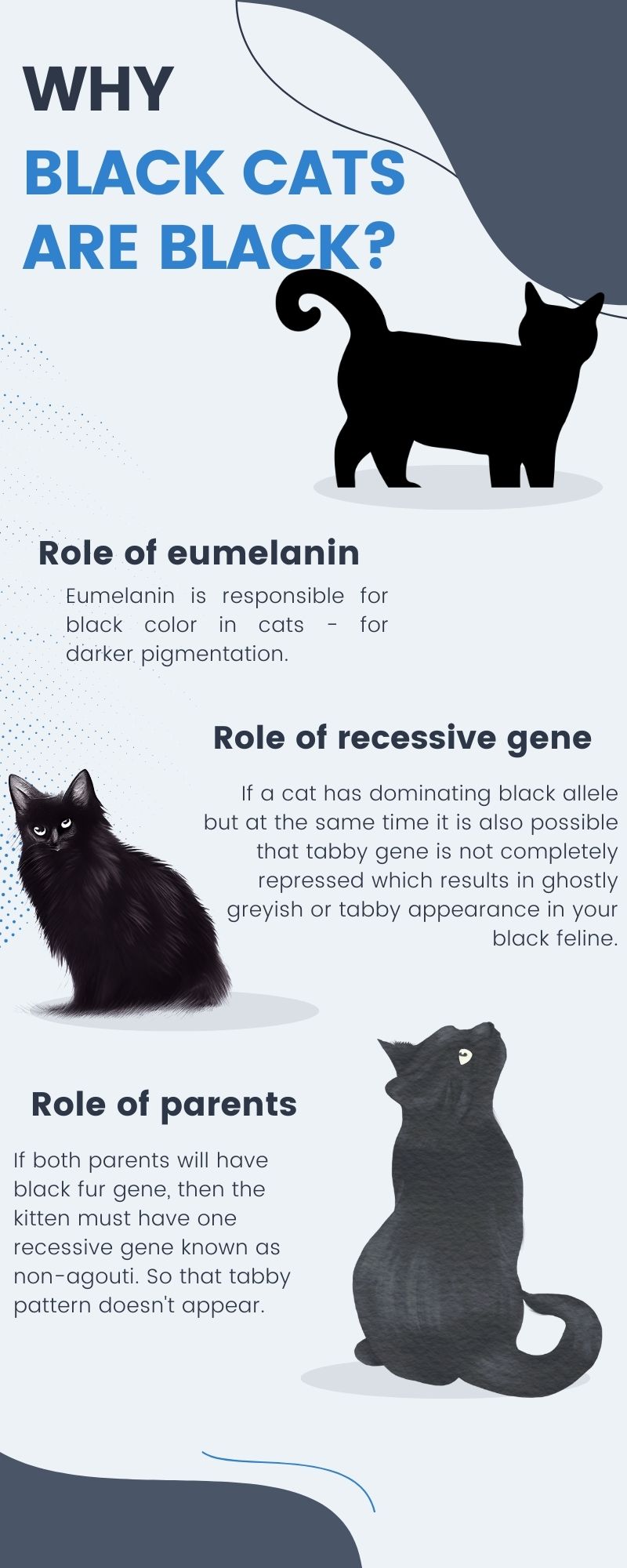 What Is The Science Behind Black Fur In Cats (Infographic)