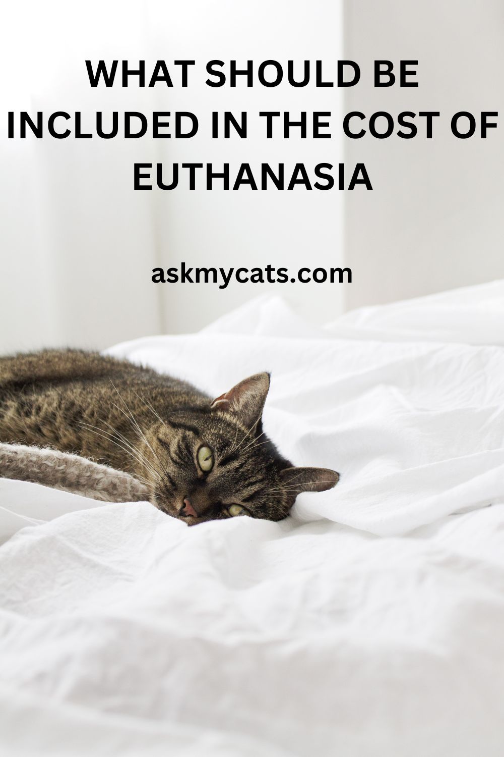 How Much Does It Cost To Euthanize A Cat? Cost Breakdown & Factors