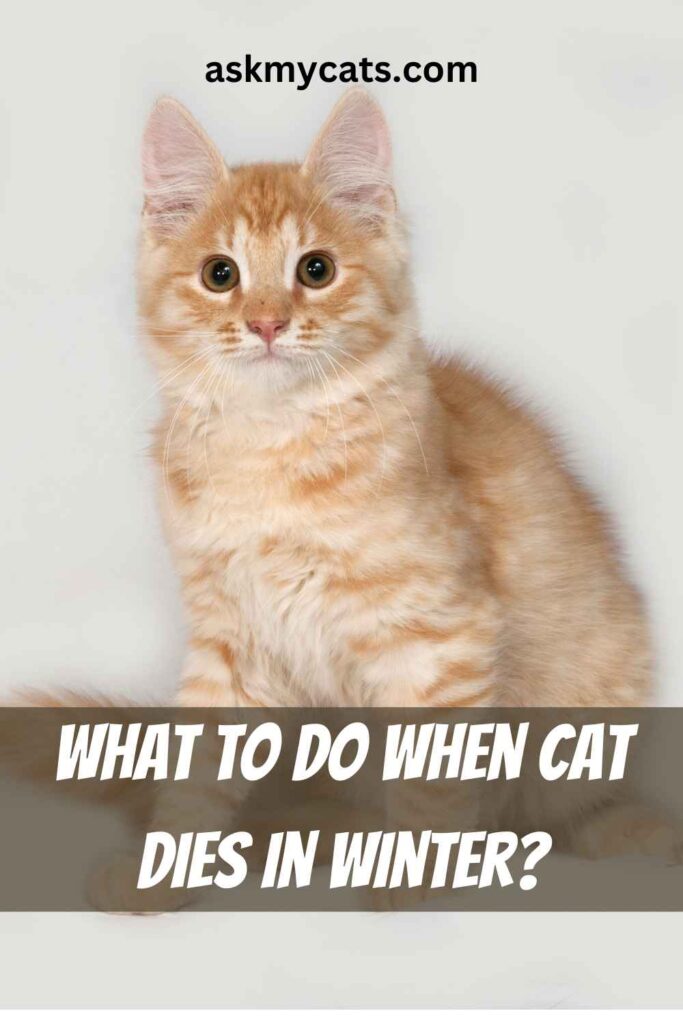 What To Do When Cat Dies In Winter?