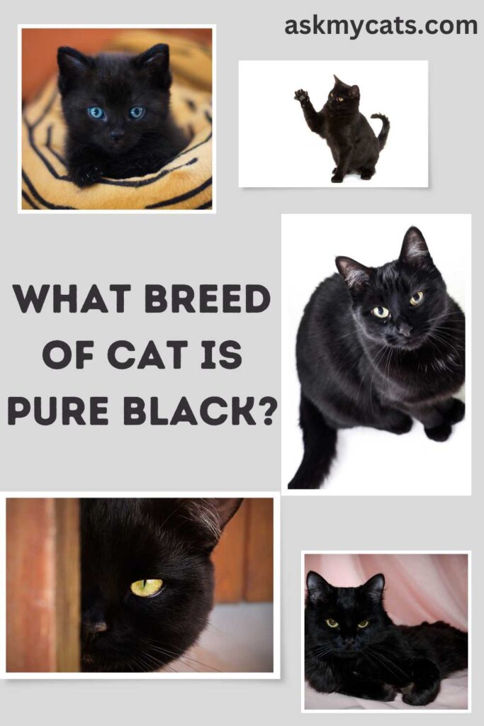What breed of cat is pure black