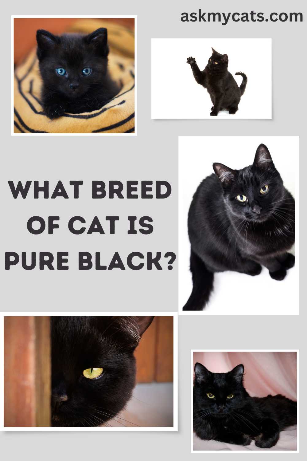 Are Black Cats Really Rare? Uncovering the Truth