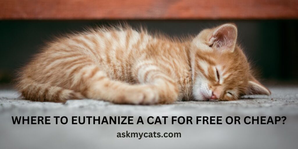 Where To Euthanize A Cat For Free Or Cheap