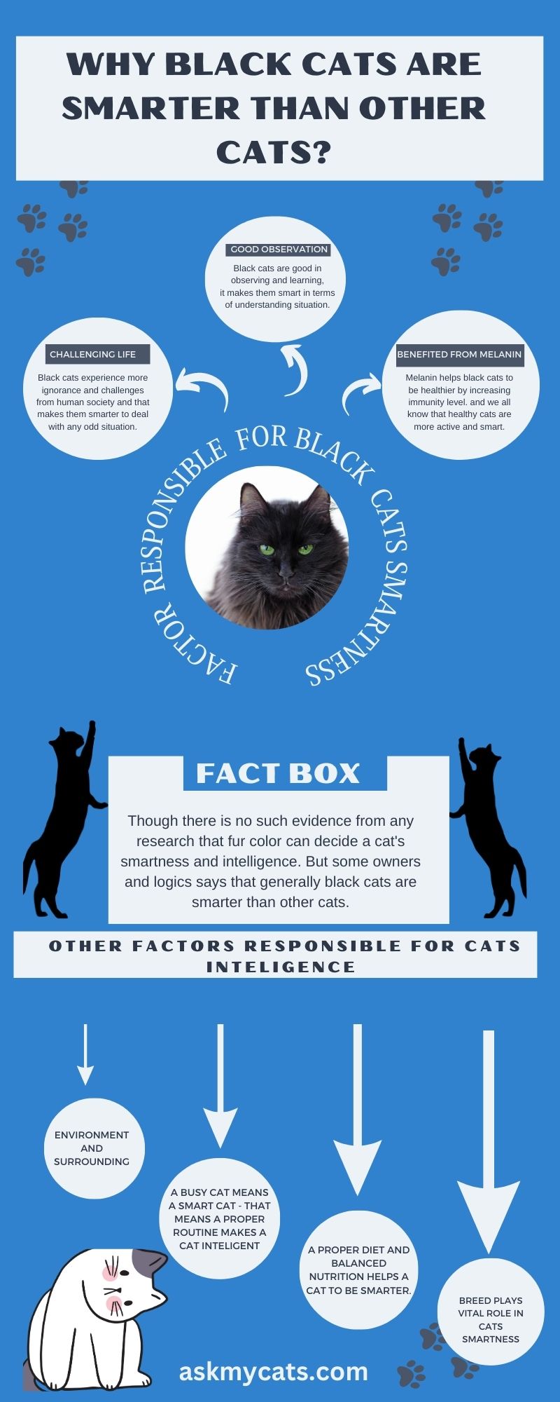 Why Black CATS ARE MORE SMART (Infographic)