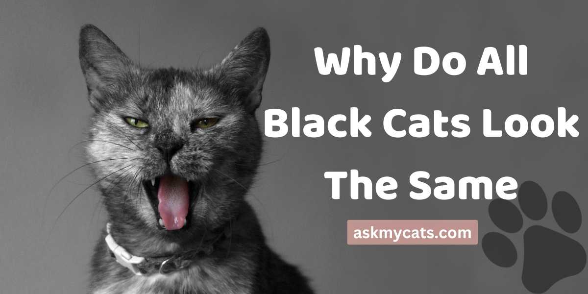 Why Do All Black Cats Look The Same? A Scientific Explanation