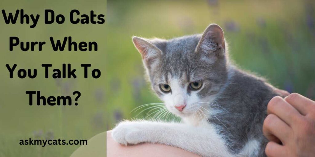 Why Do Cats Purr When You Talk To Them?