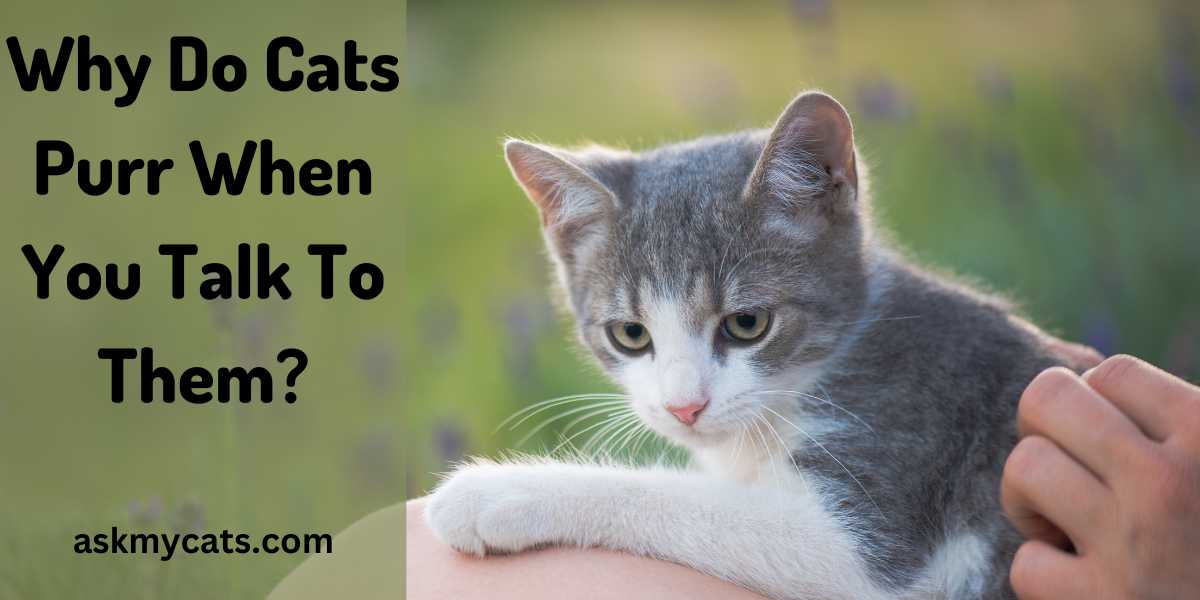Why Do Cats Purr When You Talk To Them? Unlocking The Mystery