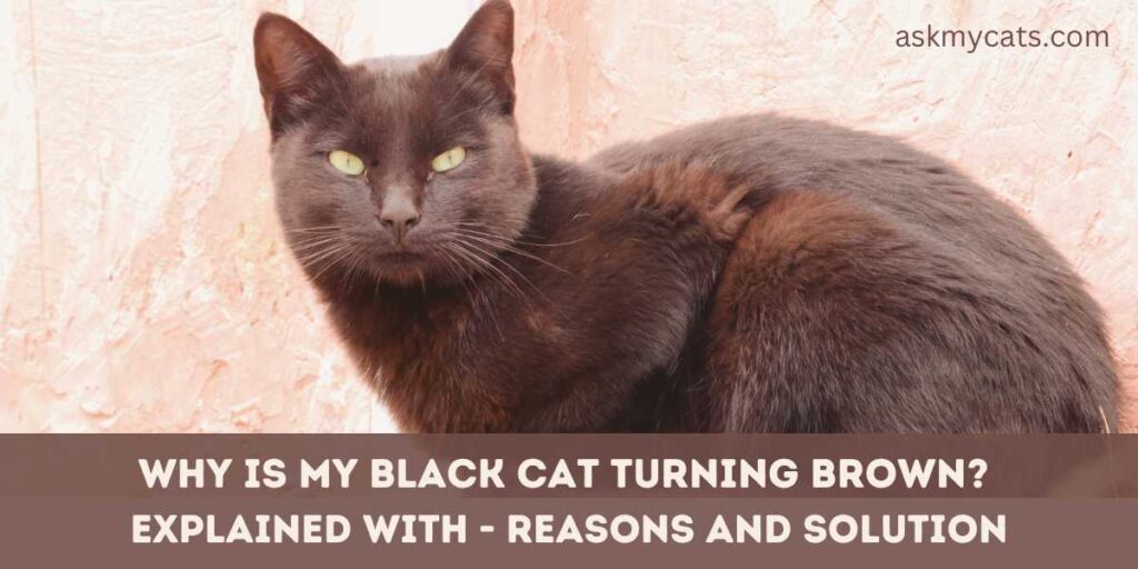 Why Is My Black Cat Turning Brown Explained With - Reasons And Solution