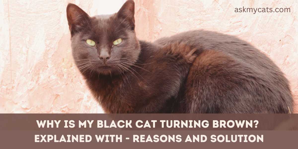 Why Is My Black Cat Turning Brown? Causes and Solutions