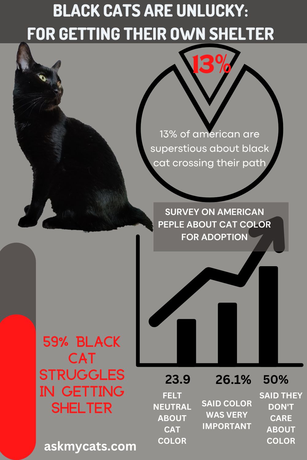 Why You Should Adopt Black Cats (Infographic)