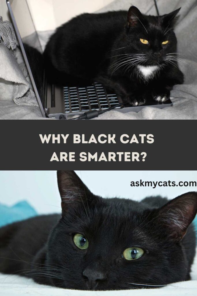  Why Black Cats Are Smarter 