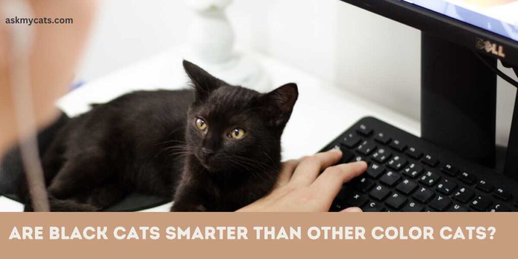 Are Black Cats Smarter Than Other Cats?