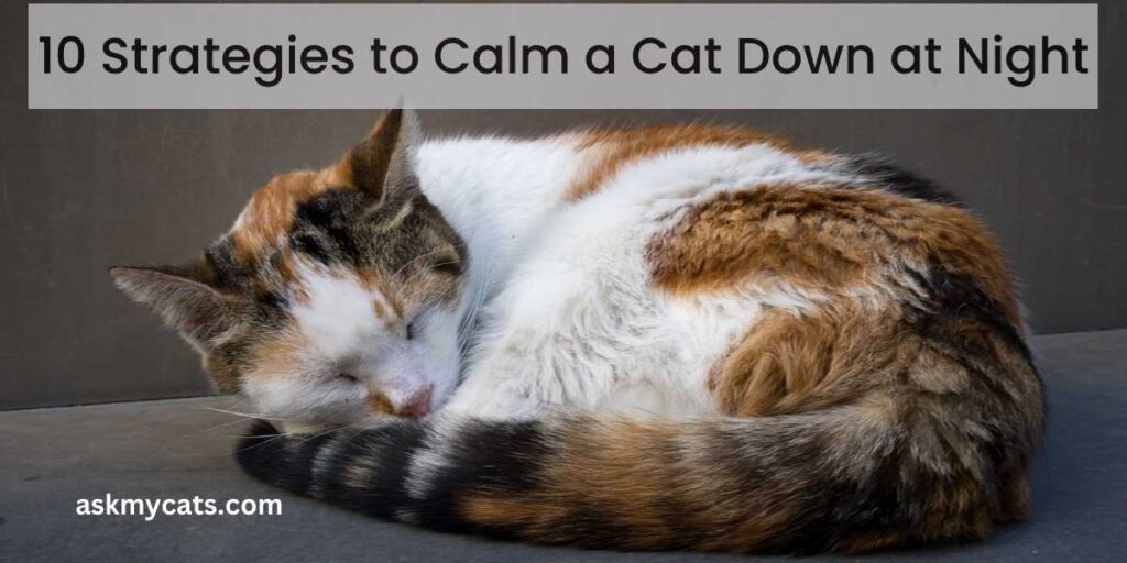 10 Strategies to Calm a Cat Down at Night