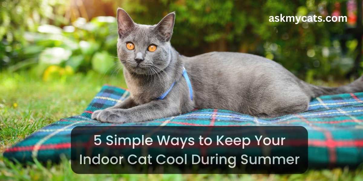 5 Simple Ways to Keep Your Indoor Cat Cool During Summer