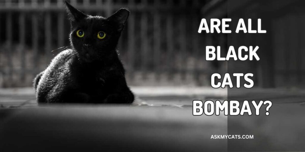 ARE ALL BLACK CATS BOMBAY