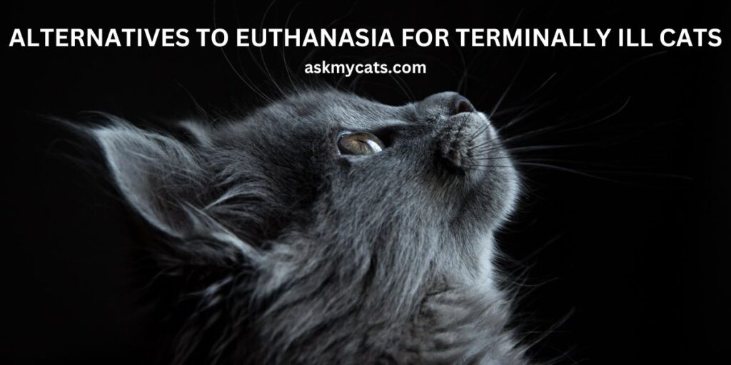 Alternatives To Euthanasia For Terminally Ill Cats