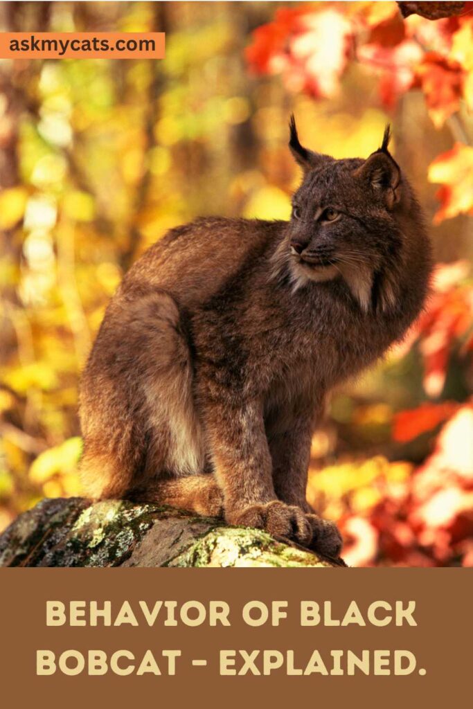 Behavior Of Black Bobcat – Explained.