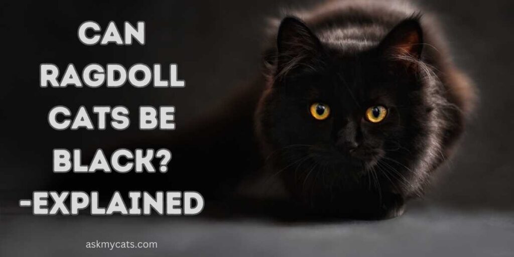 CAN RAGDOLL CATS BE BLACK -EXPLAINED