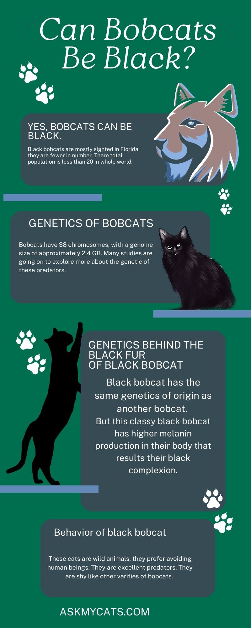 Can Bobcats Be Black