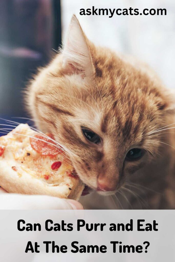 Can Cats Purr and Eat At The Same Time?