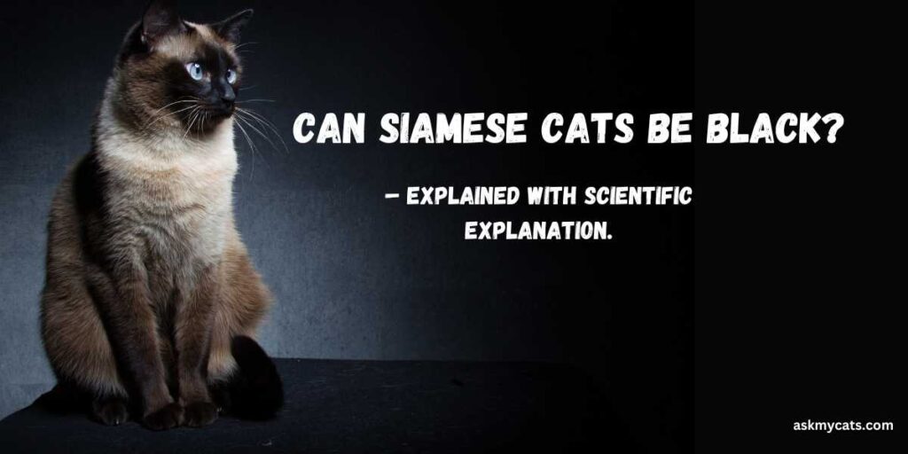 Can Siamese Cats Be Black – Explained With Scientific Explanation.