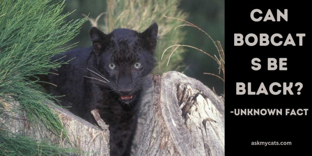 Can bobcats be black Unknown fact 1