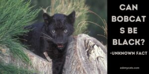 Can Bobcats Be Black? Myth or Reality?