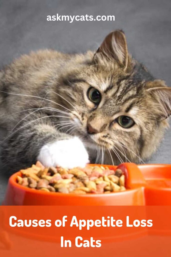 Causes of Appetite Loss In Cats