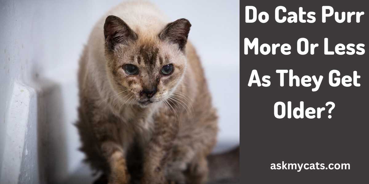 Purr-fectly Aged: Do Older Cats Purr More or Less?
