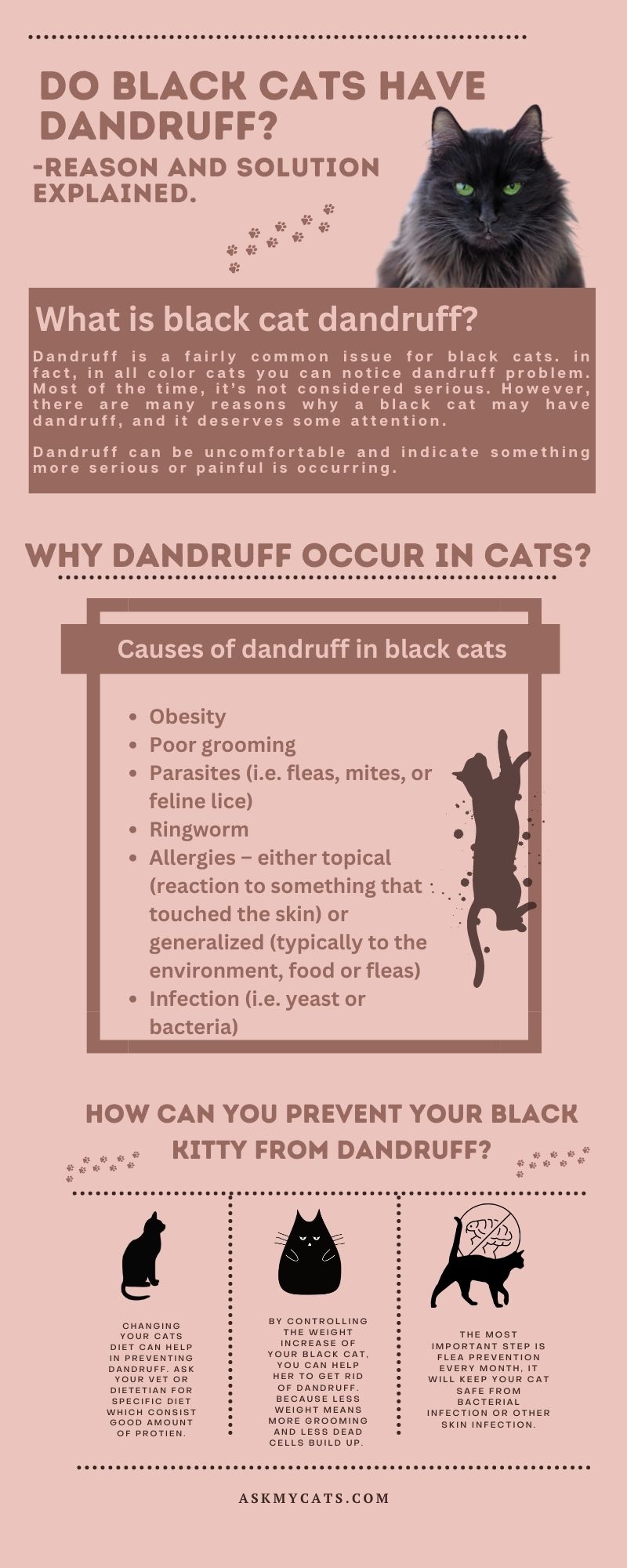 Do black cats have dandruff 