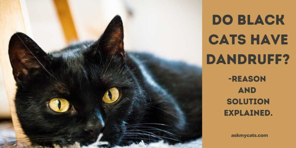Do black cats have dandruff