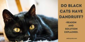 Do Black Cats Have Dandruff? Reasons And Solution