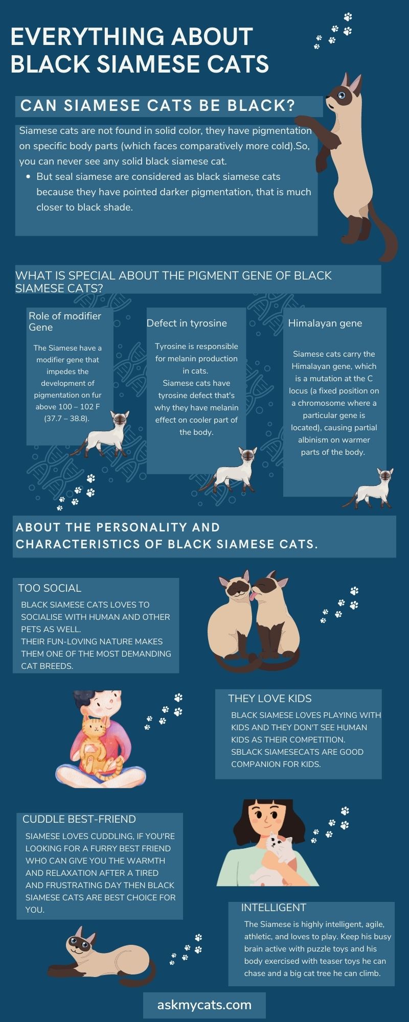 EVERYTHING ABOUT BLACK SIAMESE CATS