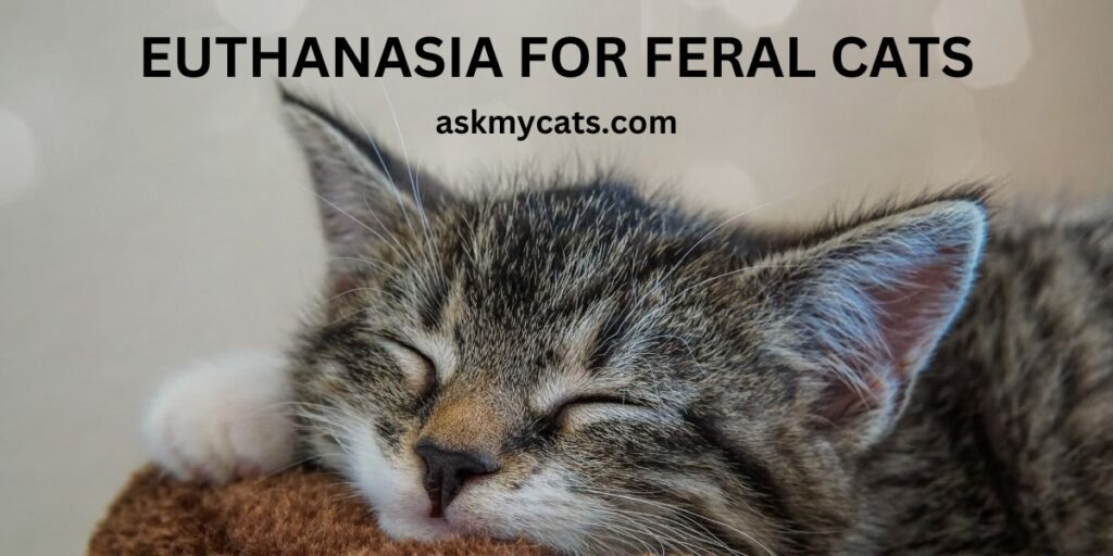 Euthanasia For Feral Cats