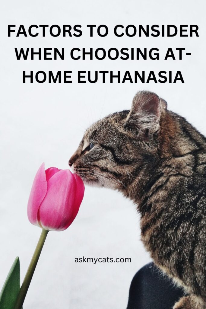 Factors To Consider When Choosing At-Home Euthanasia