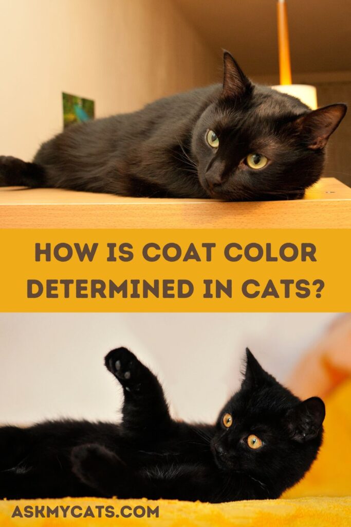 HOW IS COAT COLOR DETERMINED IN CATS