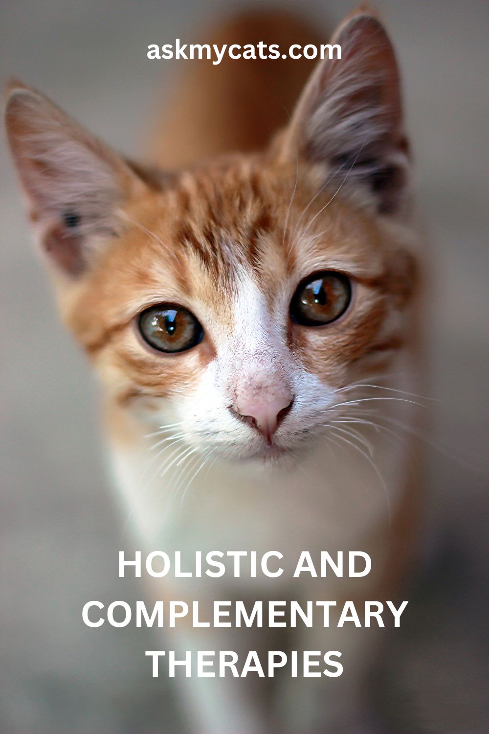 Fresh Look at Alternatives To Euthanasia For Terminally Ill Cats End Of Life