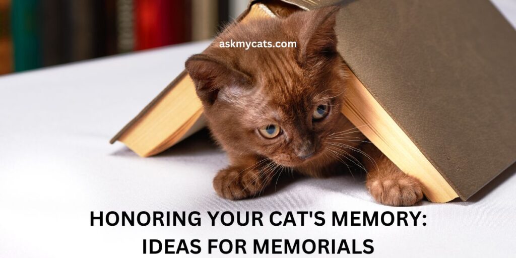 Honoring Your Cat's Memory Ideas For Memorials