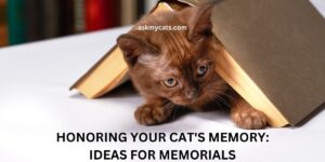 In Loving Memory: Heartfelt Ideas for Cat Memorials
