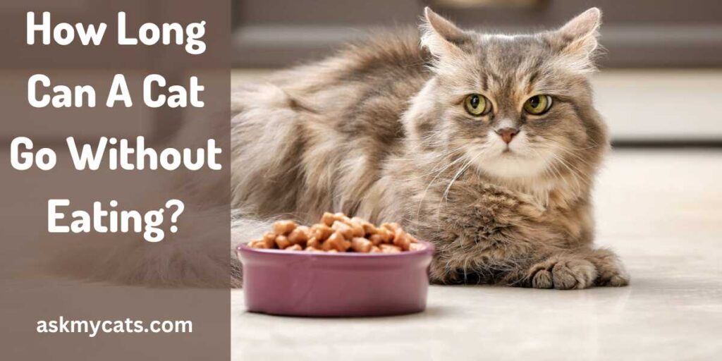 How Long Can A Cat Go Without Eating?