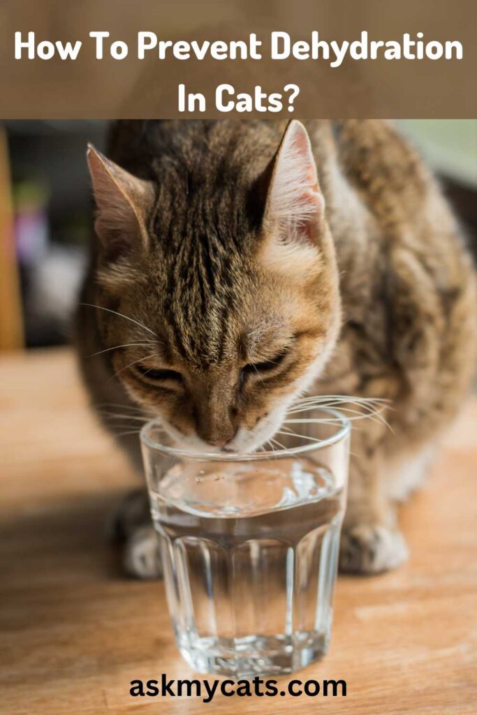 How To Prevent Dehydration In Cats?