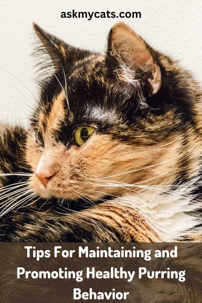 Tips For Maintaining and Promoting Healthy Purring Behavior