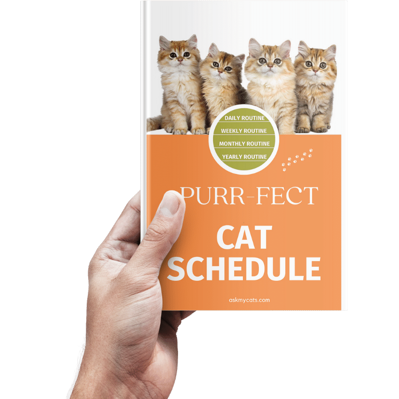 Can You Shave A Cat? Pros And Cons Of Shaving Cats Untitled design 4