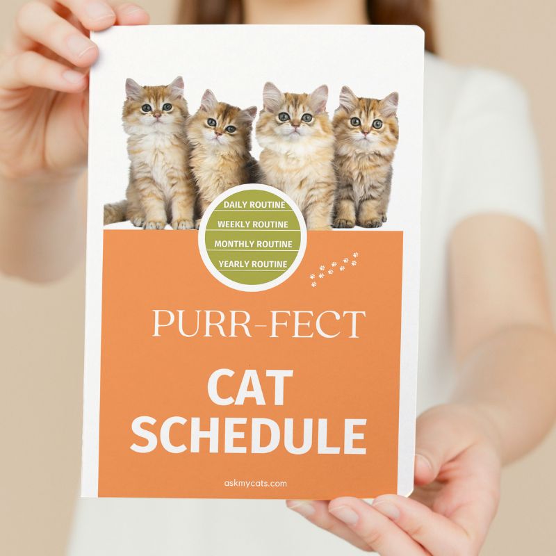 Purrfect Cat Schedule