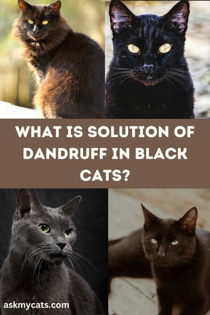 WHAT IS SOLUTION OF DANDRUFF IN BLACK CATS