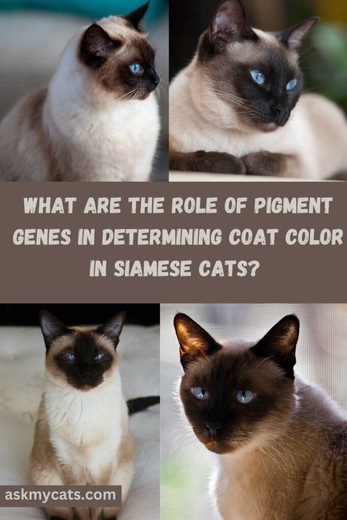 What Are The Role Of Pigment Genes In Determining Coat Color In Siamese Cats