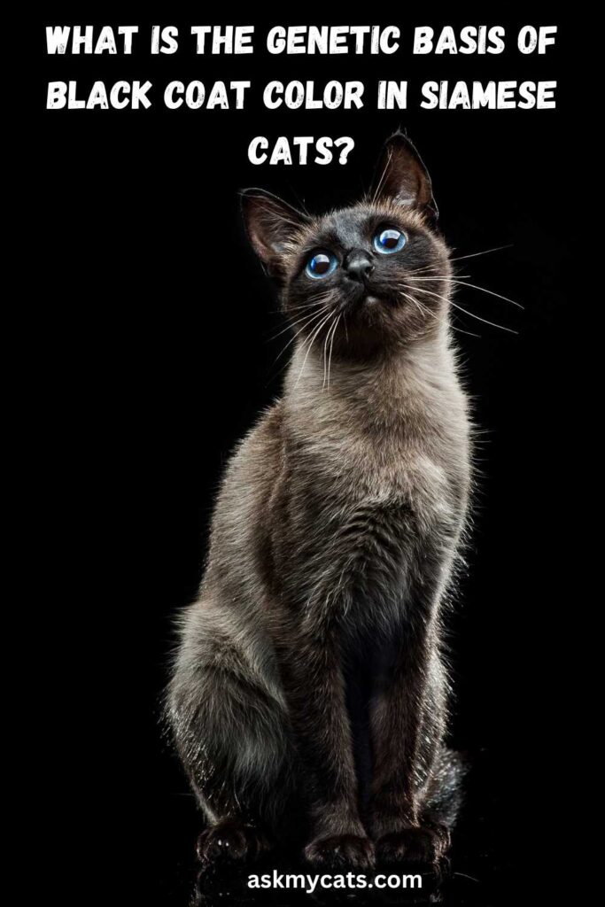 What Is The Genetic Basis Of Black Coat Color In Siamese Cats