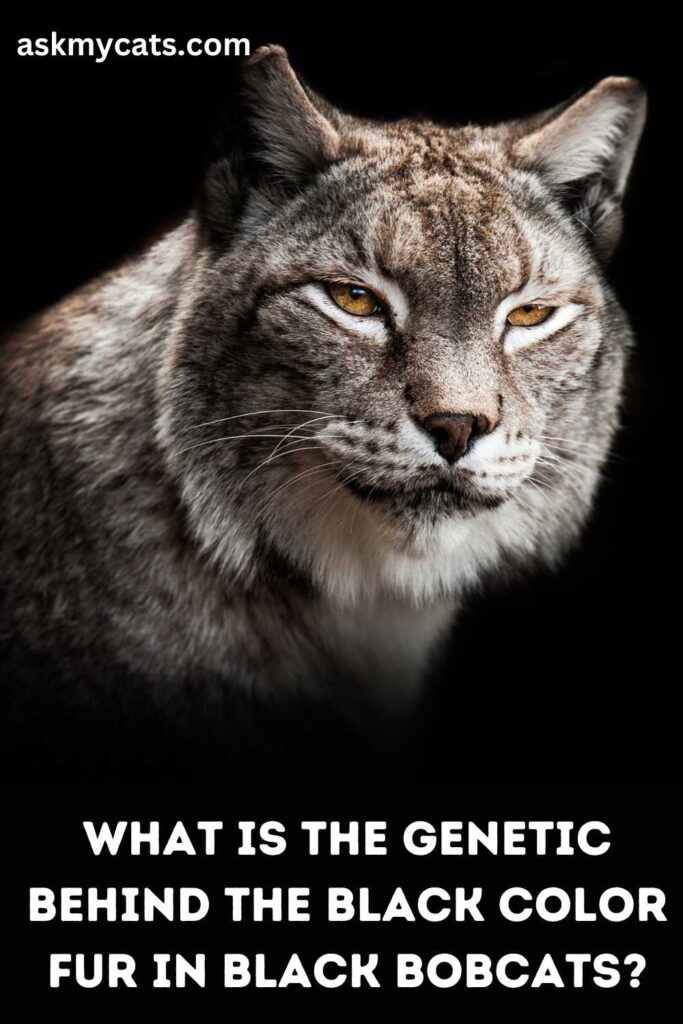 What Is The Genetic Behind The Black Color Fur In Black Bobcats