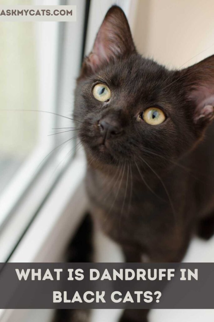 What Is Dandruff In Black Cats