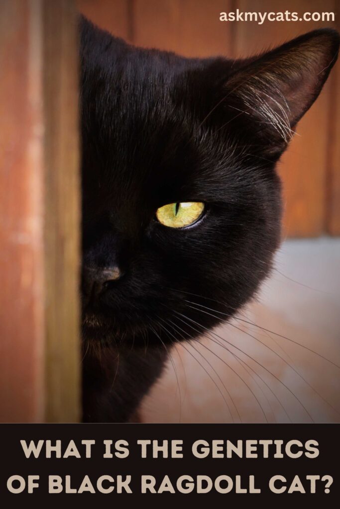 What is the genetics of black ragdoll cat